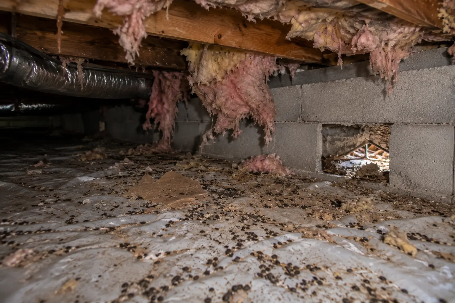 Rodent droppings and damaged insulation inside a residential crawl space before professional cleanup